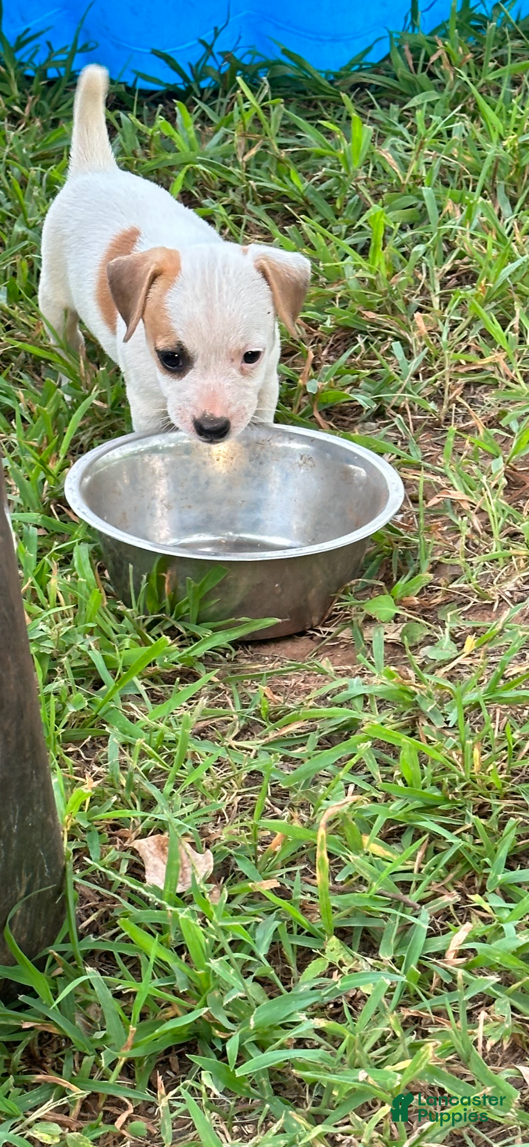 Jack Russell Terrier dogs for sale: Boy 4 - Image 1