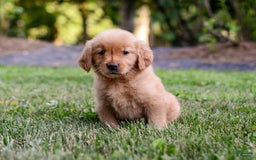 Golden Retriever dogs for sale: Penelope - Image 1