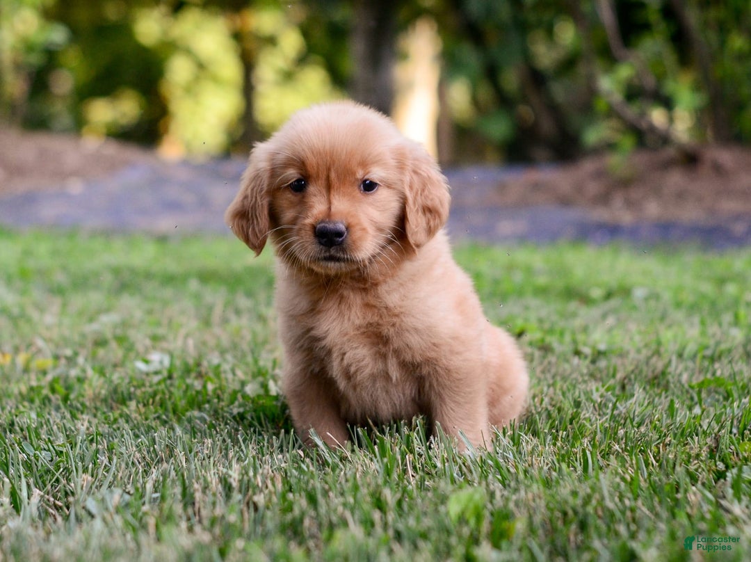 Golden Retriever dogs for sale: Penelope - Image 1