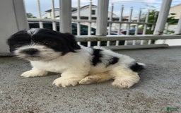 Malshi dogs for sale: Unknown - Image 1