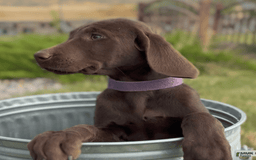 Labrador Retriever dogs for sale: Caramel - Image 7