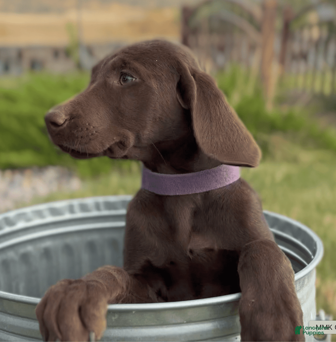 Labrador Retriever dogs for sale: Caramel - Image 7
