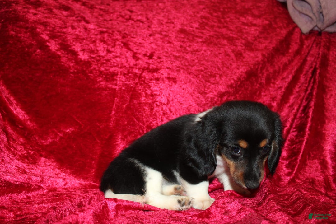Miniature Dachshund dogs for sale: Casey - Image 10