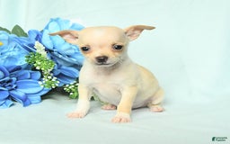 Chihuahua dogs for sale: Max - Image 1