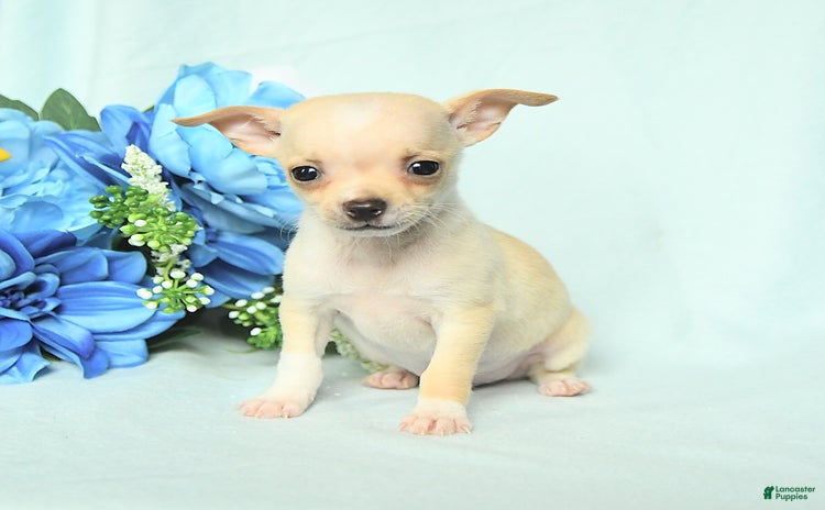 Chihuahua dogs for sale - Ad 2
