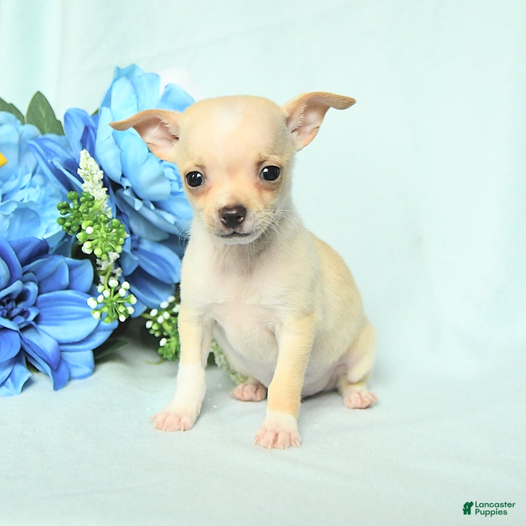 Chihuahua dogs for sale: Max - Image 1