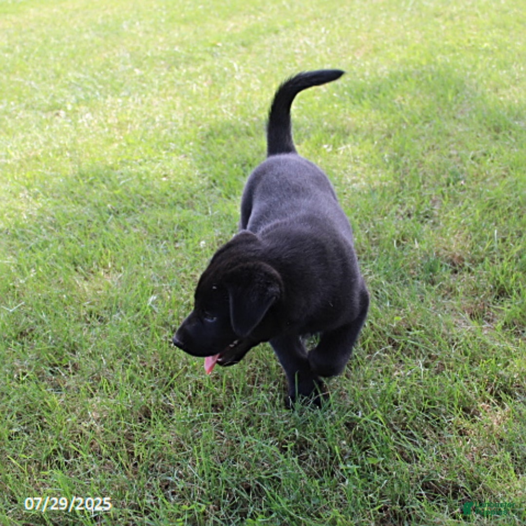 Siberian Husky dogs for sale: Ebony - Image 1
