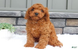Cavapoo dogs for sale: Mitt - Image 4