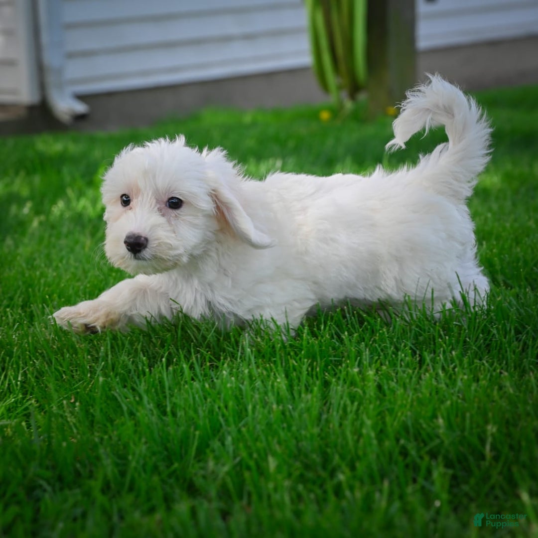 Bichpoo dogs for sale: Baba - Listing for pets: Baba, Biko, Buddy, Bo, Benny, Barry, Betty - Image 5