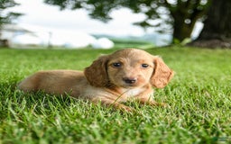 Miniature Dachshund dogs for sale: Chocolate - Image 10