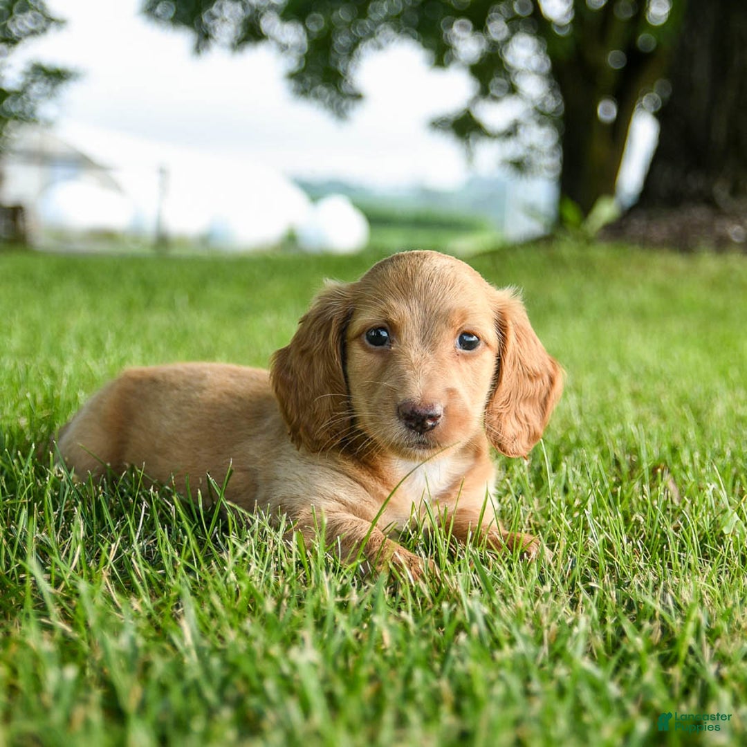Miniature Dachshund dogs for sale: Chocolate - Image 10