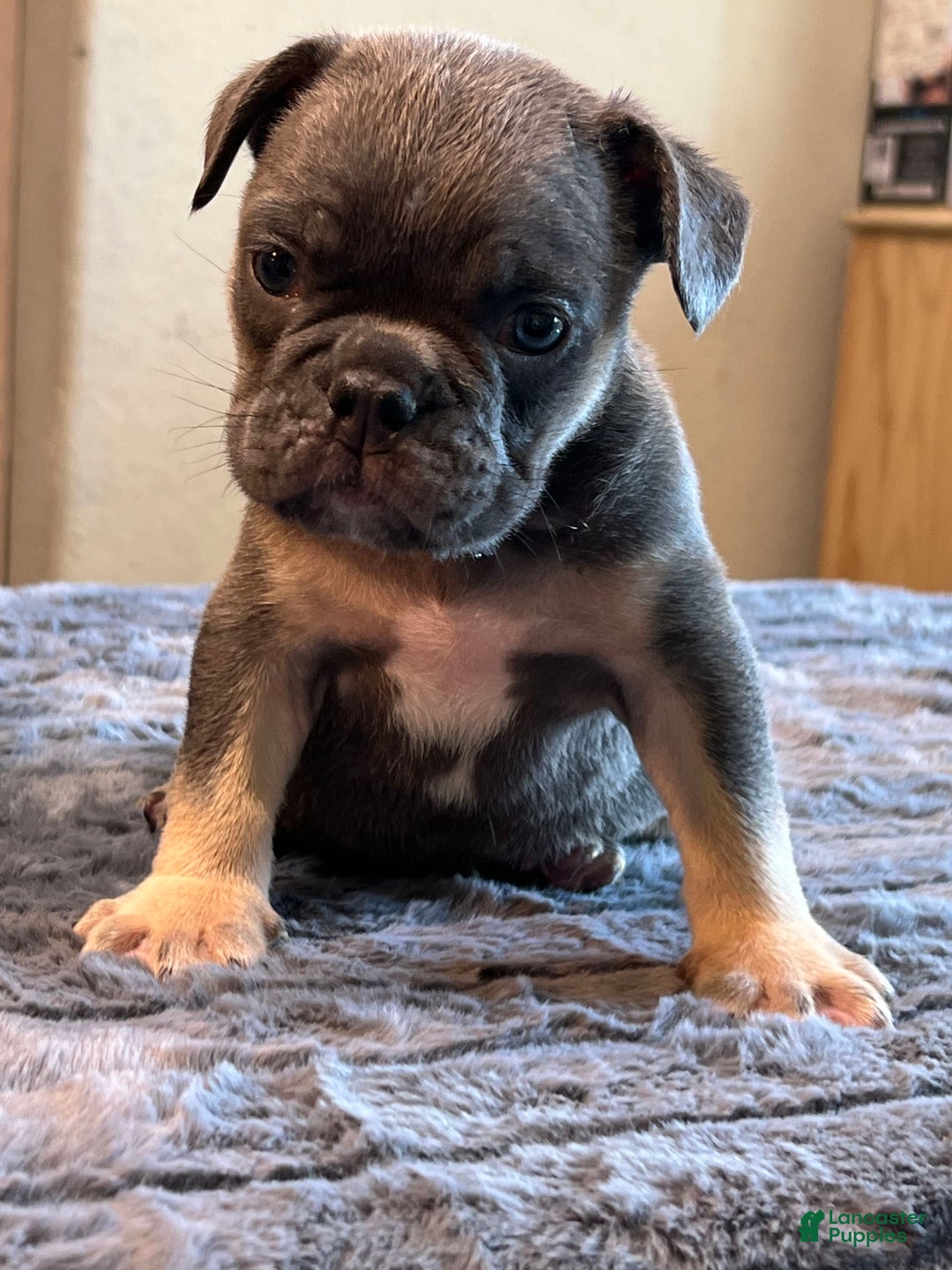 English Bulldog dogs for sale: Blue Boy - Image 3