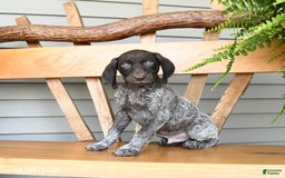 German Shorthaired Pointer dogs for sale: Buzz - Image 2