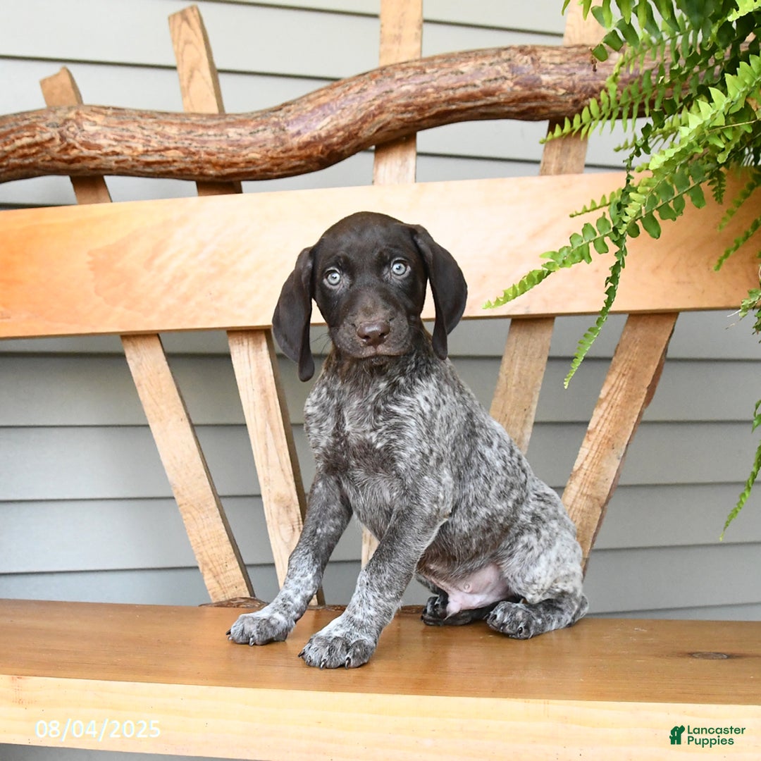 German Shorthaired Pointer dogs for sale: Buzz - Image 2