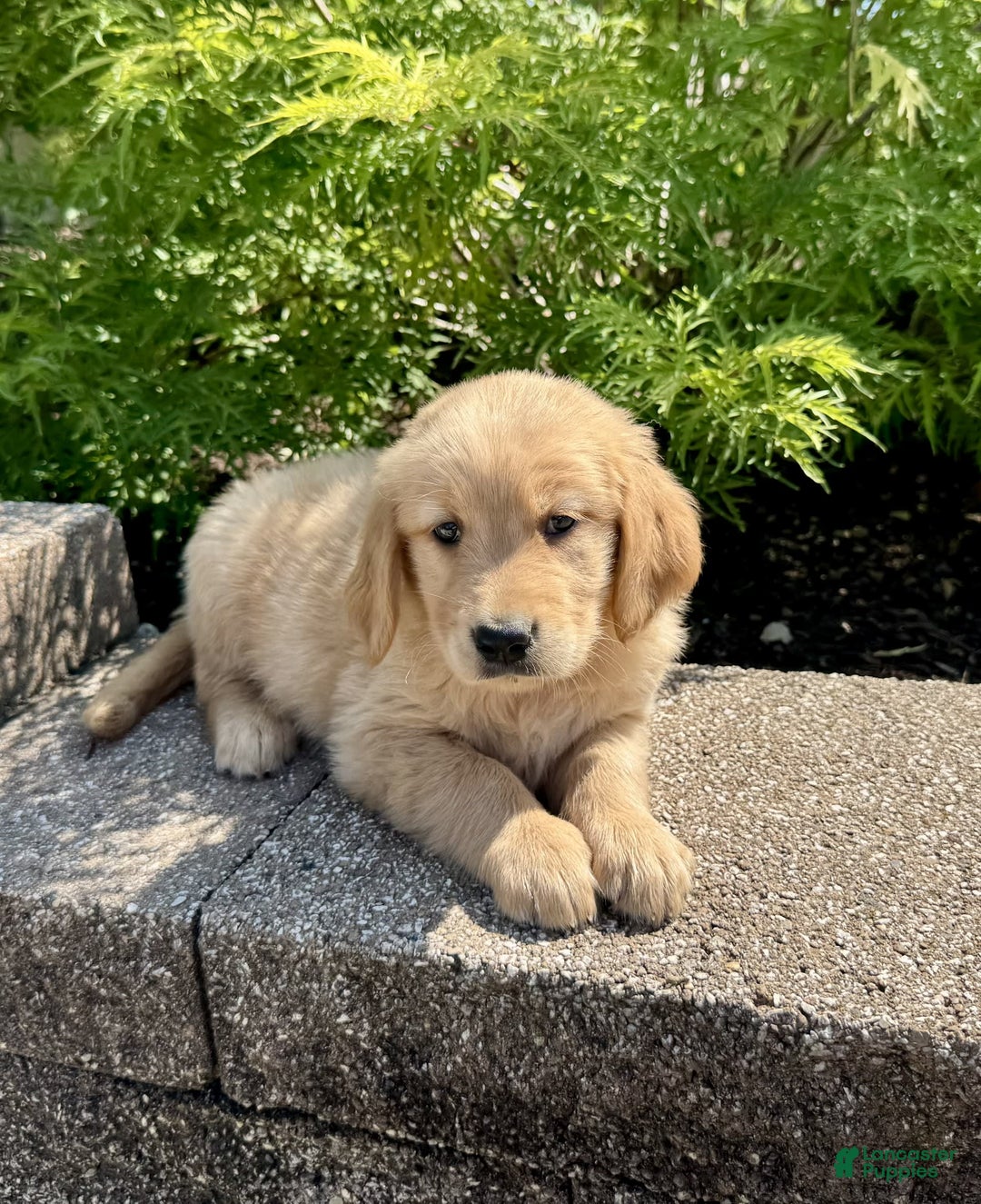 Golden Retriever dogs for sale: Frankie - Image 3