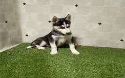 Siberian Husky dogs for sale: Lannie - Image 4