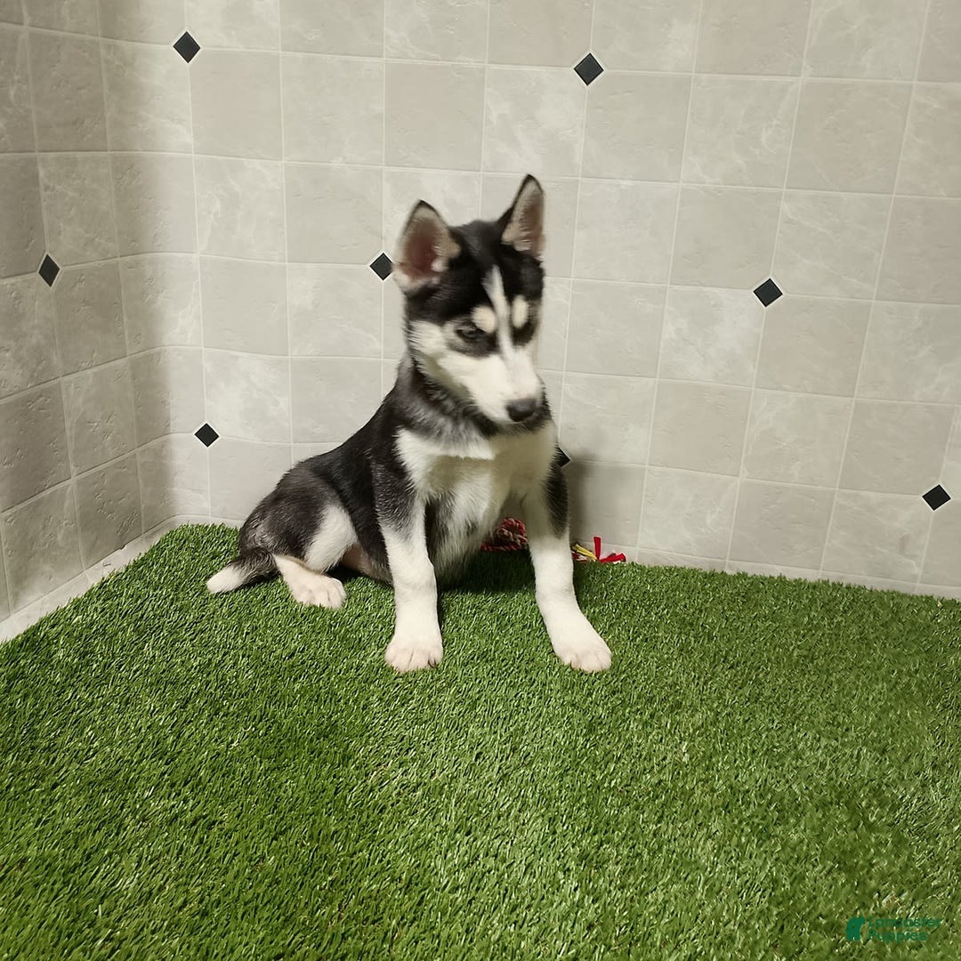 Siberian Husky dogs for sale: Lannie - Image 4