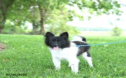Pomeranian dogs for sale: Cody - Image 18