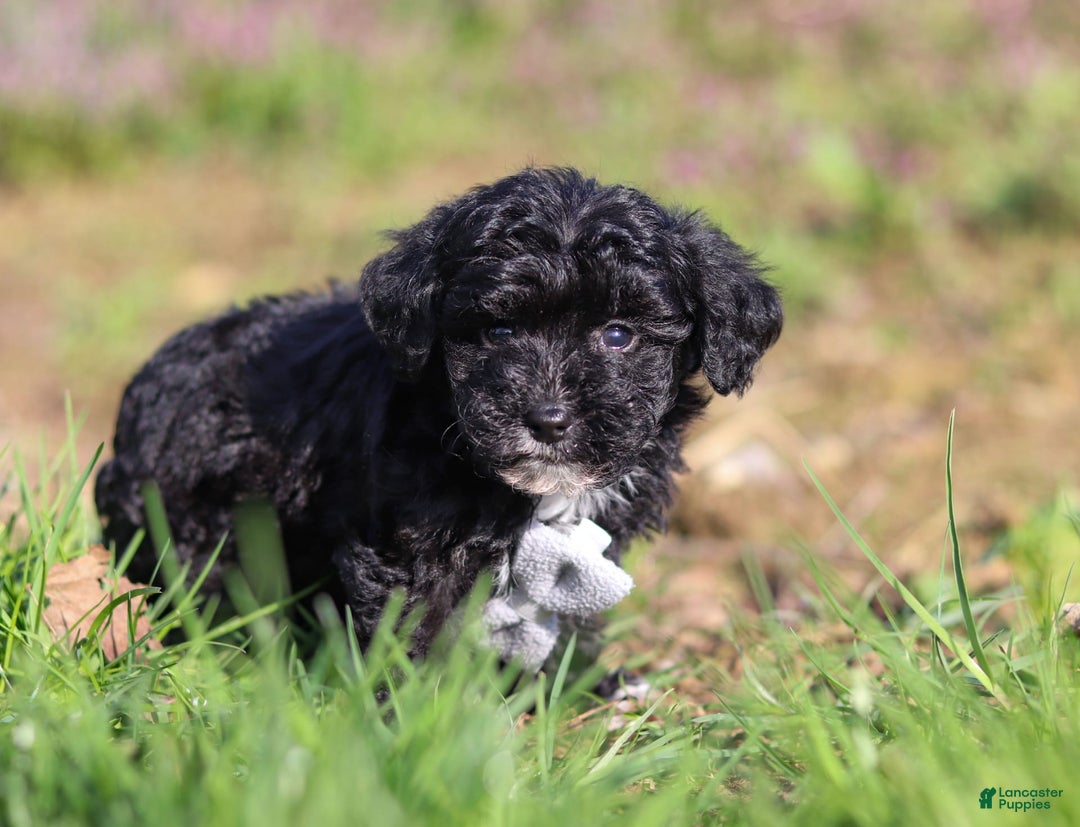 Yorkiepoo dogs for sale: Moses - Image 7