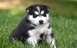 Siberian Husky dogs for sale: Perry - Image 3