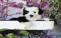 Miniature Australian Shepherd dogs for sale: Axel Toy - Image 14