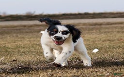 Saint Berdoodles dogs for sale: Buddy - Image 10