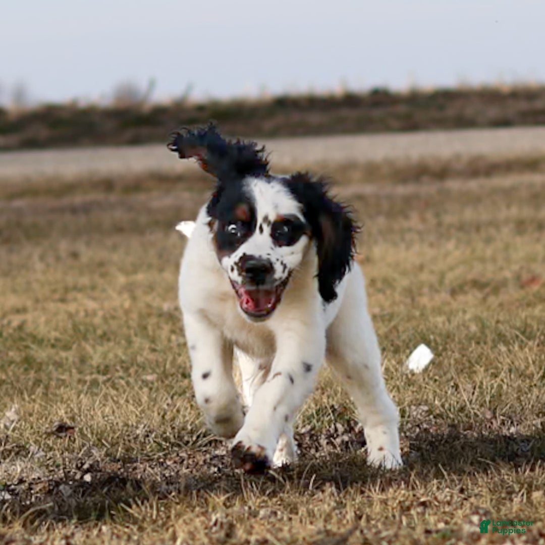 Saint Berdoodles dogs for sale: Buddy - Image 10