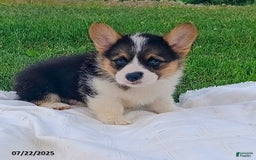 Welsh Corgi Pembroke dogs for sale: Rocky - Image 1