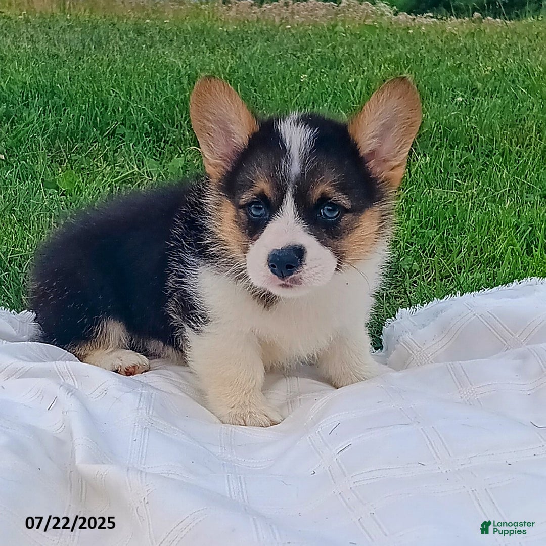 Welsh Corgi Pembroke dogs for sale: Rocky - Image 1
