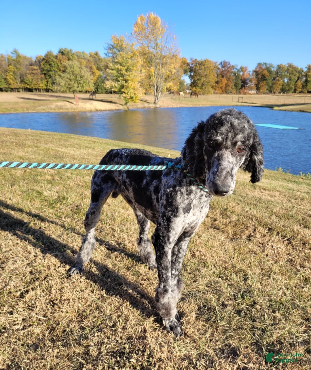 Aussiedoodle dogs for sale: Snape - Listing for pets: Snape, Granger - Image 10