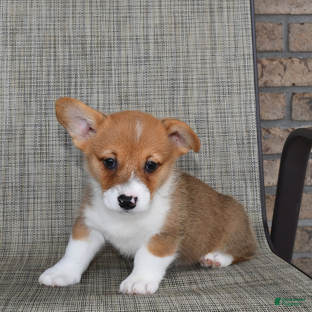Welsh Corgi Pembroke dogs for sale: Connor - Image 4