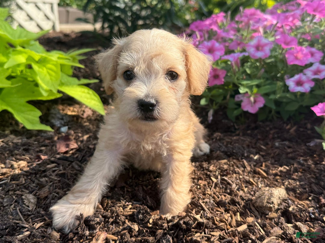 Schnoodle dogs for sale: Ivory - Image 1