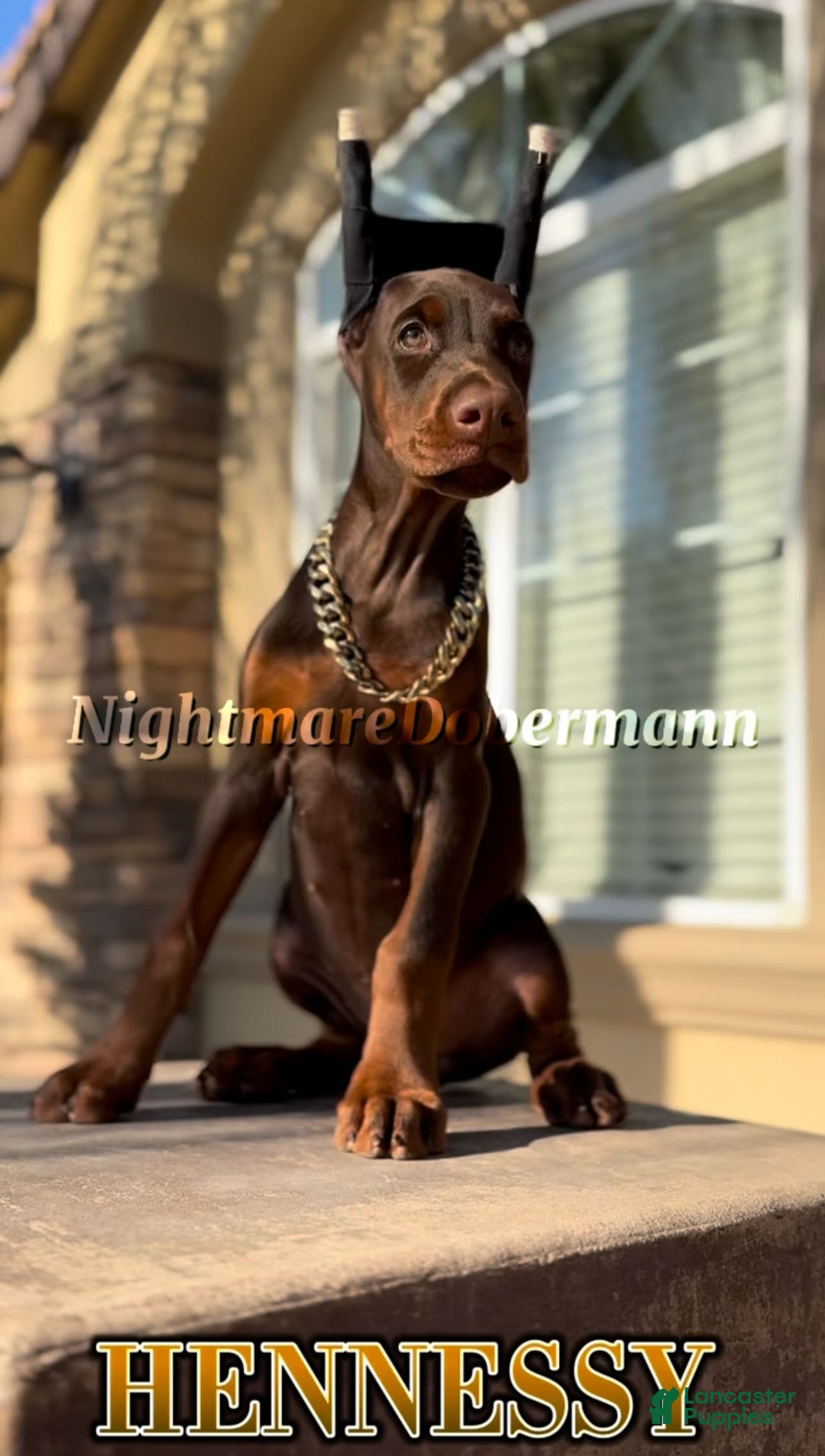 Doberman Pinscher dogs for sale: Hennessy - Image 2