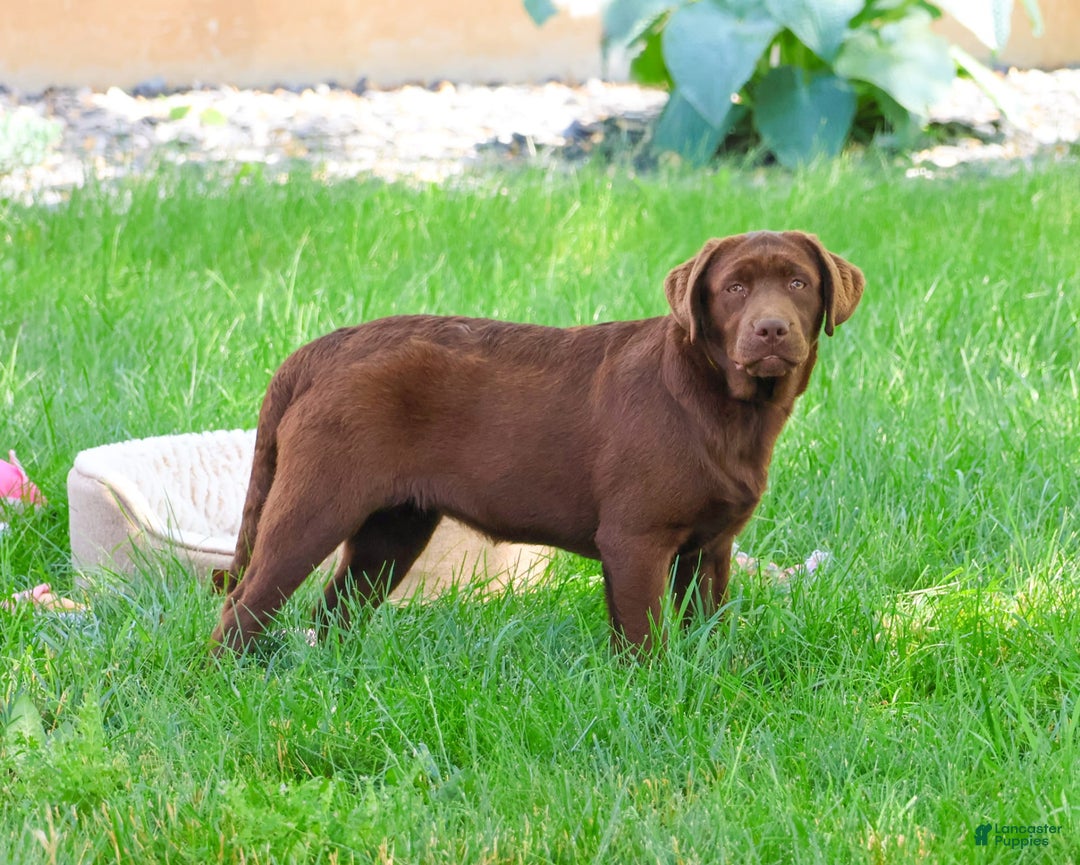 Labrador Retriever dogs for sale: Neveah - Image 2