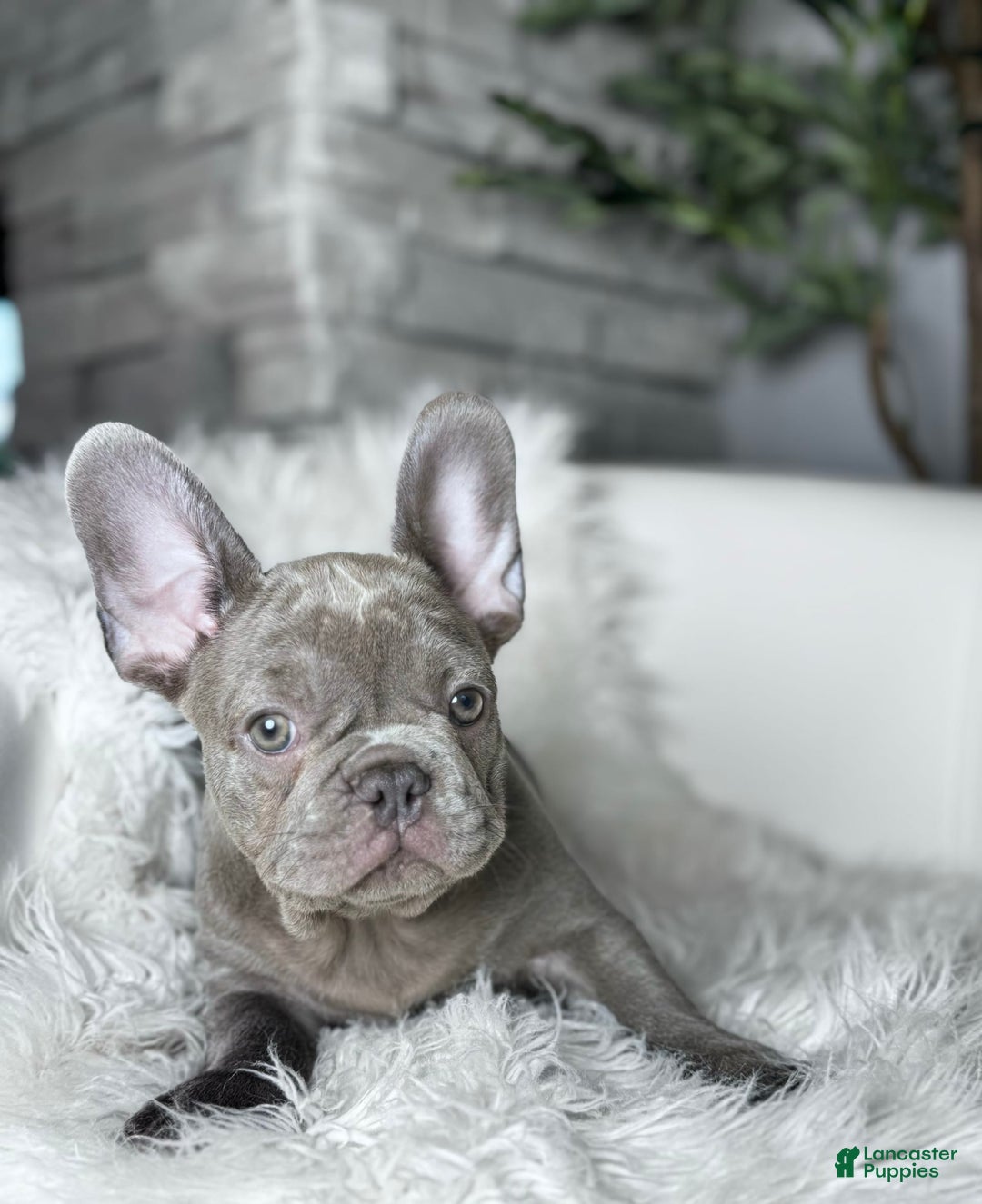 French Bulldog dogs for sale: Hunter - Image 9
