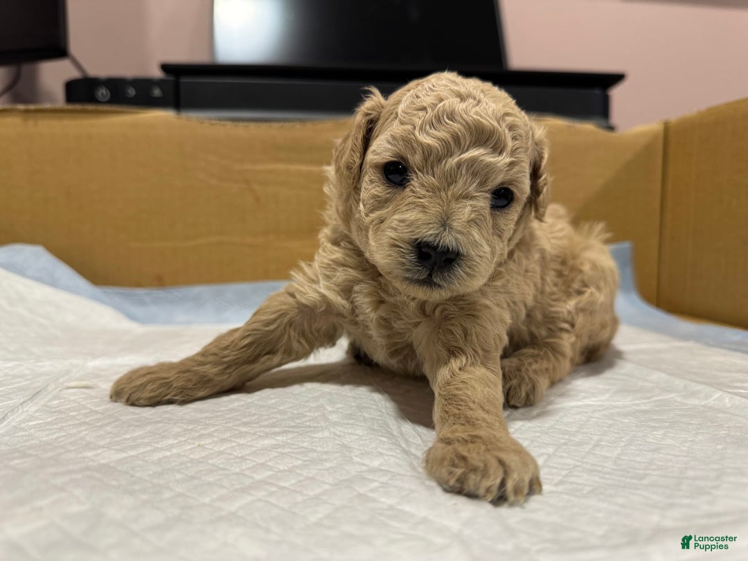 Toy Poodle dogs for sale: Toy Poodle 3 puppies - Image 3