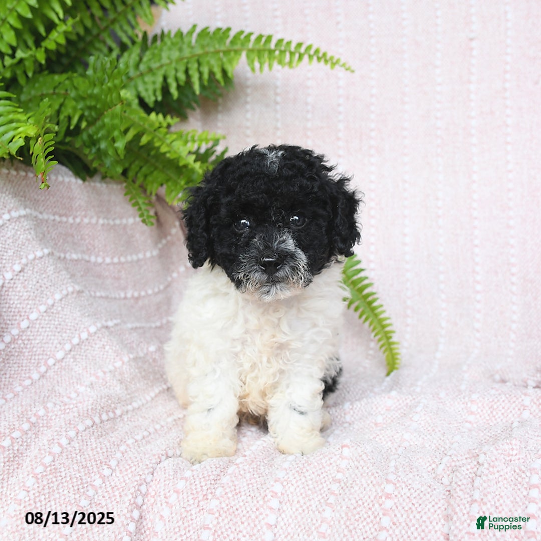 Miniature Poodle dogs for sale: Homer - Image 5