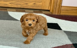 Maltipoo dogs for sale: Larry - Image 13
