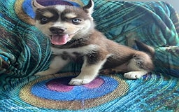 Pomsky dogs for sale: Rover - Image 1