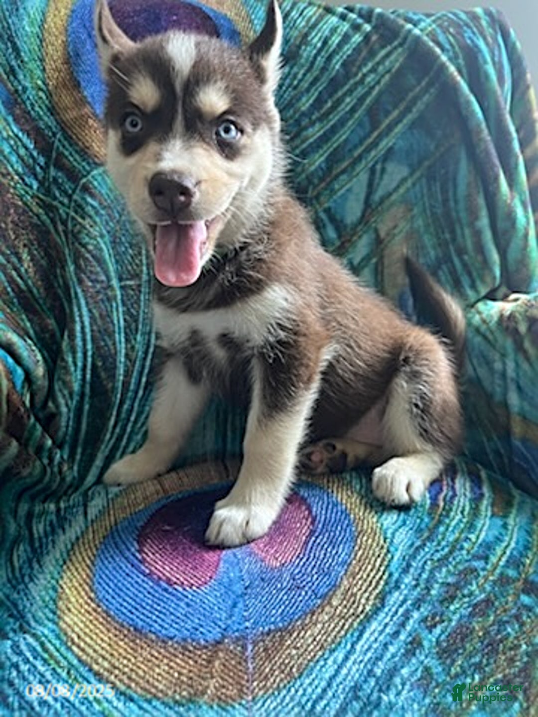 Pomsky dogs for sale: Rover - Image 1