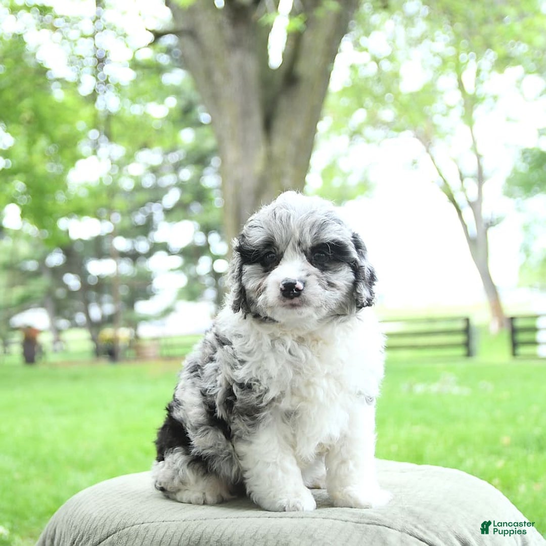 Mini Aussiedoodle dogs for sale: Atlas - Image 12