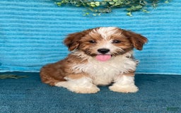Havanese dogs for sale: Blake - Image 2