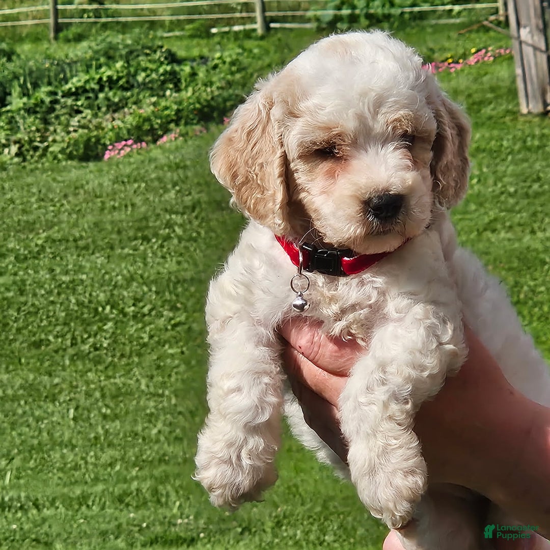 Cockapoo dogs for sale: Cockapoo 5 puppies - Image 2