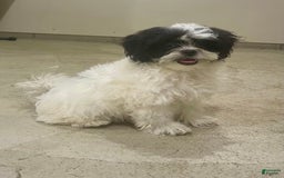 Shih Tzu dogs for sale: Teddy - Image 1