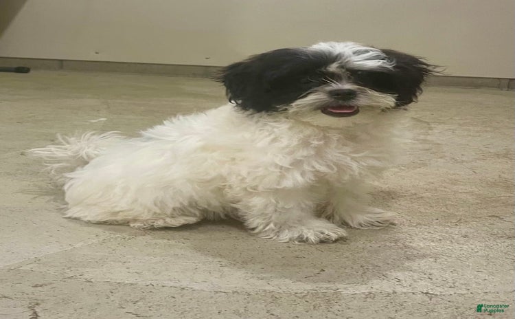Shih Tzu dogs for sale - Ad 2