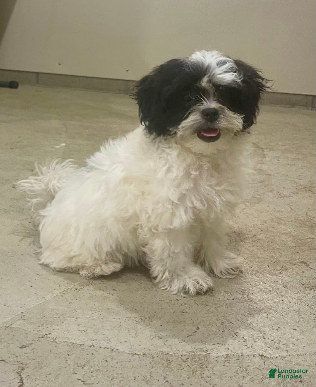 Shih Tzu dogs for sale: Teddy - Image 1