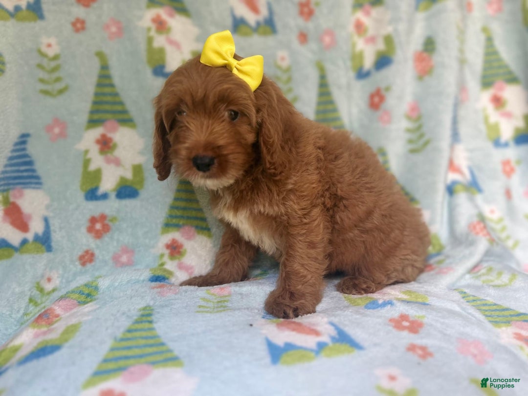 Cockapoo dogs for sale: Spirit - Image 5