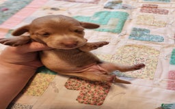Miniature Dachshund dogs for sale: Cora - Image 18