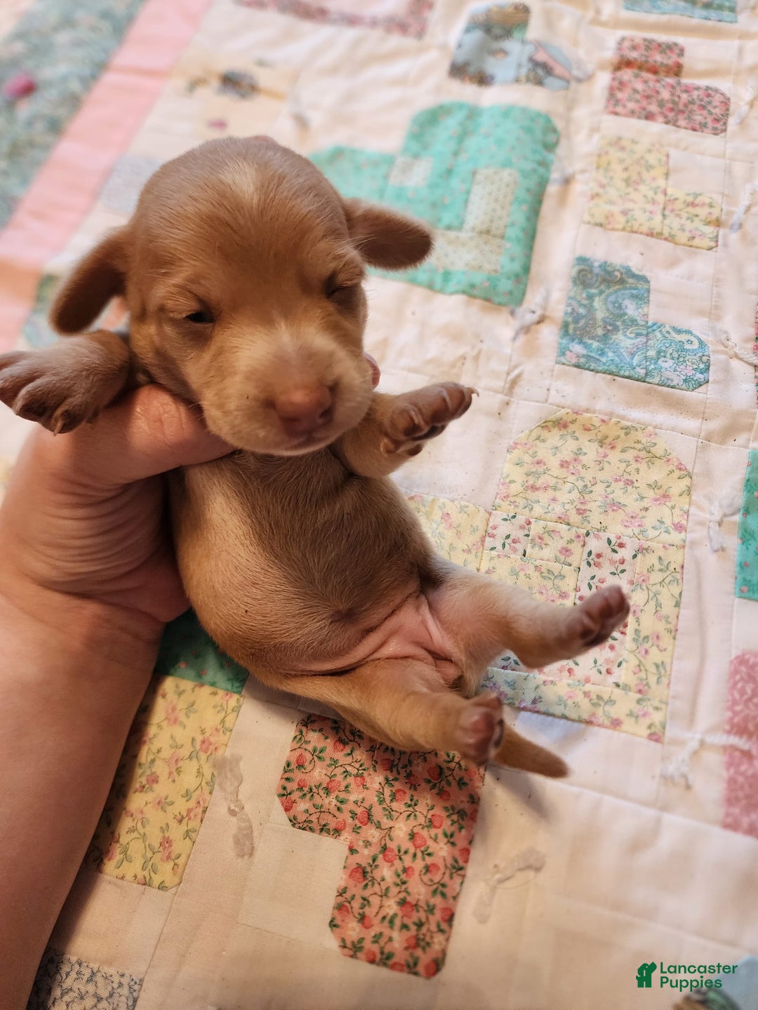 Miniature Dachshund dogs for sale: Cora - Image 18
