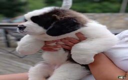 Saint Bernard dogs for sale: Bizarre - Image 3